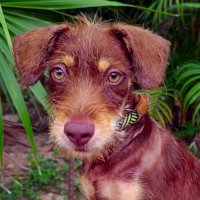 Santos