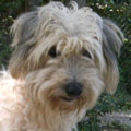 Tachi