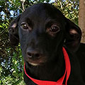 Tadeo