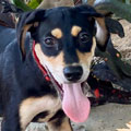 Teodoro