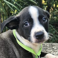 Ziggy